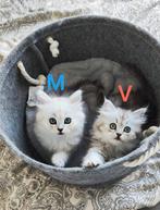 Mooie Brits langhaar kittens!!!, Dieren en Toebehoren, Meerdere dieren, Ontwormd, 0 tot 2 jaar