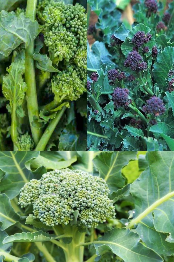 Broccoli zaden, Tuin en Terras, Bloembollen en Zaden, Zaad, Verzenden