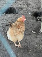 5 kippen 50 euro, Dieren en Toebehoren, Pluimvee, Vrouwelijk, Kip