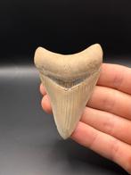 Fossiele haaientand Megalodon 8.7 centimeter, Verzamelen, Mineralen en Fossielen, Ophalen of Verzenden, Fossiel
