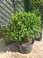 Portugese laurier bol ca. 50 cm groenblijvend, Tuin en Terras, Planten | Struiken en Hagen, Ophalen of Verzenden, Laurier, Struik
