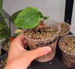 Anthurium noid x papillilaminum clone, Ophalen of Verzenden, Halfschaduw, Minder dan 100 cm