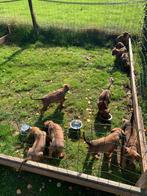 1 prachtig teefje Rhodesian Ridgeback pups met stamboom, Overige rassen, 8 tot 15 weken, Meerdere, Meerdere dieren