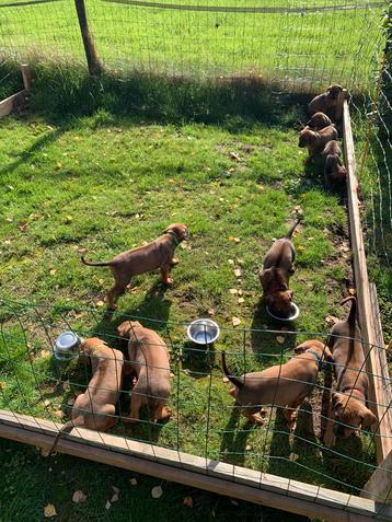 1 prachtig teefje Rhodesian Ridgeback pups met stamboom beschikbaar voor biedingen