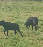 Soay hebridian skudde quessant schaap schapen, Dieren en Toebehoren, Schapen, Geiten en Varkens, Schaap