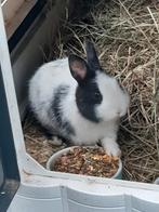 Kleurdwerg konijntjes Ram te koop!!....., Dieren en Toebehoren, Konijnen, Mannelijk, Dwerg