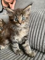 Maine Coon kitten katertje, Dieren en Toebehoren, Ontwormd, 0 tot 2 jaar, Kater