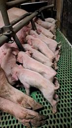 Biggen, Dieren en Toebehoren, Schapen, Geiten en Varkens, Mannelijk, Geit