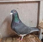 Kleurpostduiven  doffer, Dieren en Toebehoren, Mannelijk, Postduif