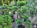Pinus nigra vormsnoei, Ophalen, Zomer, Volle zon