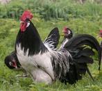 Te koop lakenvelder haan, Mannelijk, Kip