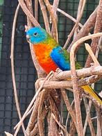 Roodbuik turquoisine, Dieren en Toebehoren, Mannelijk, Parkiet