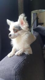 Lieve ervaren dekreu, Dieren en Toebehoren, Ophalen