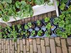 aardbei plantjes €0.80 per stuk, Tuin en Terras, Planten | Tuinplanten, Ophalen, Volle zon