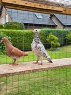 Almond postduiven koppel, Dieren en Toebehoren, Meerdere dieren, Postduif