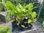 Opvallende en unieke plant in je tuin! Canna Indica, Volle zon, Vaste plant, Zomer, Ophalen