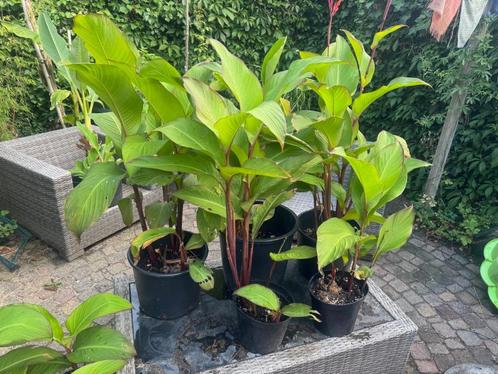 Opvallende en unieke plant in je tuin! Canna Indica, Tuin en Terras, Planten | Tuinplanten, Vaste plant, Overige soorten, Volle zon