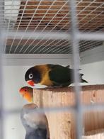3 agapornis tekoop, Dieren en Toebehoren, Vogels | Parkieten en Papegaaien, Meerdere dieren, Dwergpapegaai of Agapornis