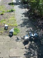 Duiven 6, Dieren en Toebehoren, Pluimvee, Meerdere dieren, Kip