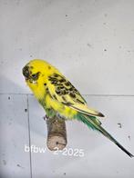 Mooie bfbw pop te koop, Vrouwelijk, Parkiet, Geringd