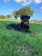 Rottweiler pups, Dieren en Toebehoren, Meerdere, Meerdere dieren, Rottweiler, Nederland
