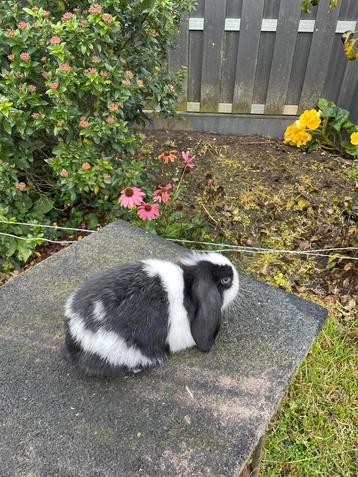 Minilop konijntje beschikbaar voor biedingen