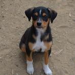 GaGa Animal Care - CAITLIN (kan al snel naar NL komen), Dieren en Toebehoren, Honden | Niet-rashonden, Particulier, Rabiës (hondsdolheid)