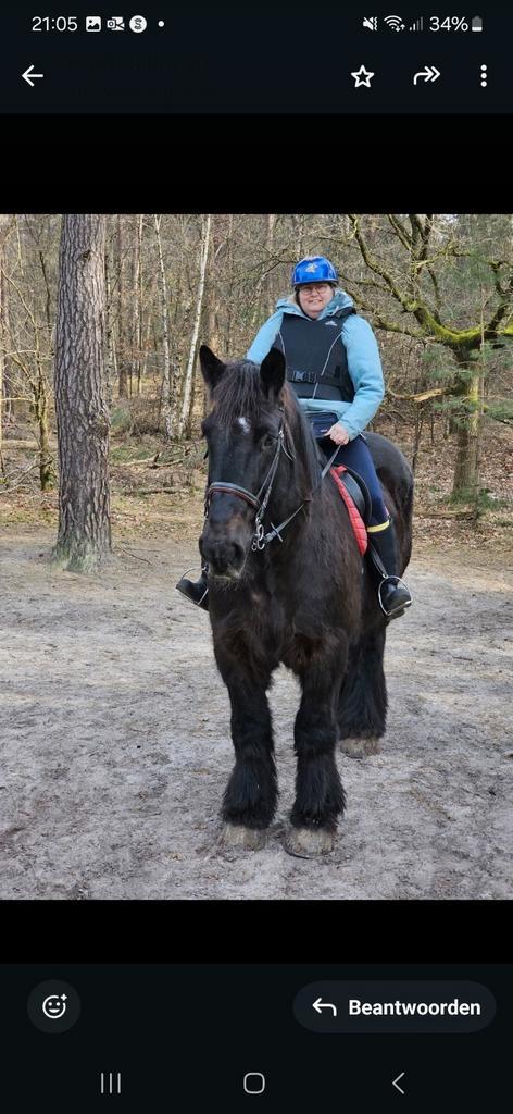 Bijrijdster aangeboden, Dieren en Toebehoren, Paarden en Pony's | Verzorgingsproducten, Nieuw, Ophalen of Verzenden