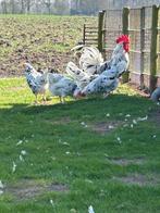Broedeieren Bonte Leghorn, Dieren en Toebehoren, Pluimvee, Geslacht onbekend, Kip