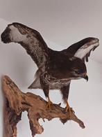 Buizerd, Ophalen, Zo goed als nieuw, Hert, Opgezet dier