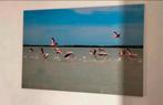 Fotografie kunstwerk flamingo’s, Minder dan 50 cm, Ophalen of Verzenden