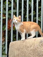 Kittens, rood en zwart, Meerdere dieren, Kortharig, 0 tot 2 jaar