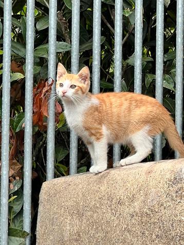 Kittens, rood en zwart beschikbaar voor biedingen