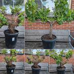 Druif op oude flinke stam - Vitis Vinifera, Ophalen of Verzenden, Overige soorten, Minder dan 100 cm