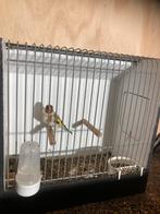 Majoor putter pop wildkleur 2025, Dieren en Toebehoren, Vrouwelijk, Wildzangvogel