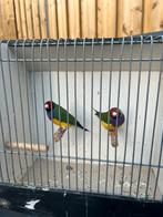 1 roodkop paarsborst gouldamadine man., Dieren en Toebehoren, Vogels | Overige Vogels, Mannelijk, Geringd