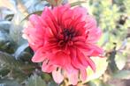 Dahlia Danique, Tuin en Terras, Bloembollen en Zaden, Ophalen of Verzenden, Voorjaar, Volle zon, Knol
