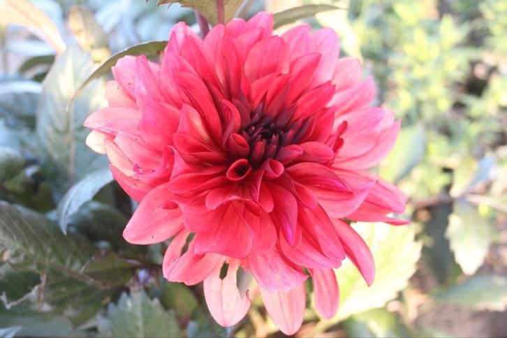 Dahlia Danique, Tuin en Terras, Bloembollen en Zaden, Knol, Voorjaar, Volle zon, Ophalen of Verzenden