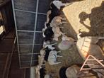 Fokooien te koop, Dieren en Toebehoren, Mannelijk, Geit