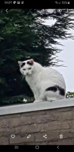 Kater Minous VERMIST in Born, Dieren en Toebehoren, Vermiste en Gevonden Dieren, Kat