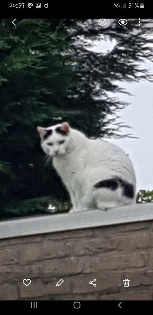 Kater Minous VERMIST in Born, Dieren en Toebehoren, Vermiste en Gevonden Dieren, Kat