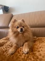 Pomeriaan zoekt eeuwig mandje, Dieren en Toebehoren, Particulier, 1 tot 2 jaar, Buitenland, Eén hond