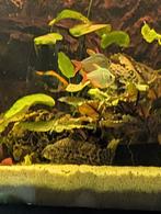 Vissen, Dieren en Toebehoren, Ophalen of Verzenden, Gevuld zoetwateraquarium