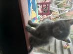 Kittens half heilige birmaan super mooiii, Poes