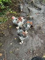 Brahma porselein haan, Dieren en Toebehoren, Pluimvee, Mannelijk, Kip