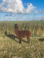 Alpacadekhengst te koop, Dieren en Toebehoren, Mei, Mannelijk