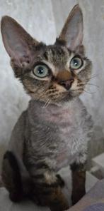 Devon rex kittens Beschikbaar, Dieren en Toebehoren, Katten en Kittens | Raskatten | Korthaar, Kater, Gechipt, 0 tot 2 jaar