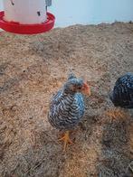 Amrock haantjes groot, Dieren en Toebehoren, Pluimvee, Mannelijk, Kip