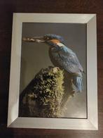 Aluminium Fotolijstje met ijsvogel, Ophalen of Verzenden, Zo goed als nieuw