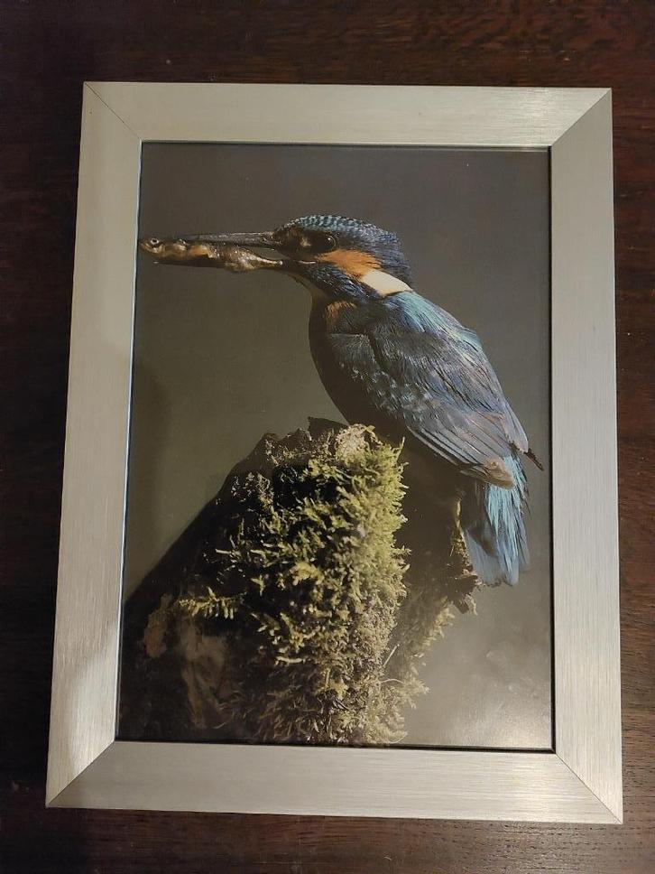 Aluminium Fotolijstje met ijsvogel, Audio, Tv en Foto, Fotografie | Fotolijsten, Zo goed als nieuw, Ophalen of Verzenden